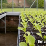 greenhouse gardening for beginners