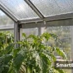 How to Stop Greenhouse Condensation Dripping on Plants