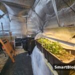 insulated greenhouse interior with grow lights and heater in winter - should i heat my greenhouse in winter